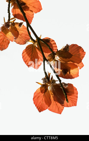 Fagus sylvatica purpurea, Copper beech, Red, White. Stock Photo