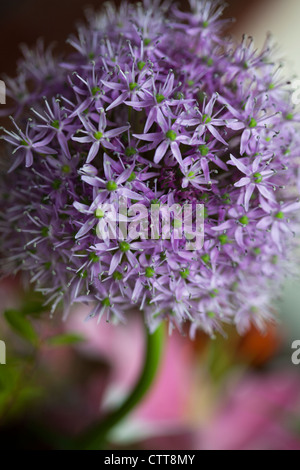 Allium bloom with pink lilies in the background Stock Photo