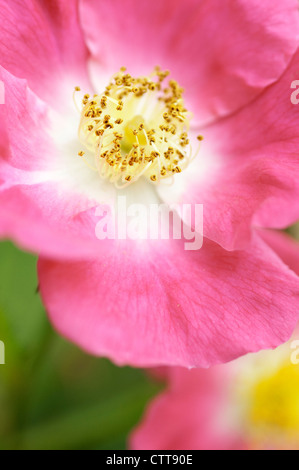 Rosa 'Ballerina', Rose, Pink. Stock Photo