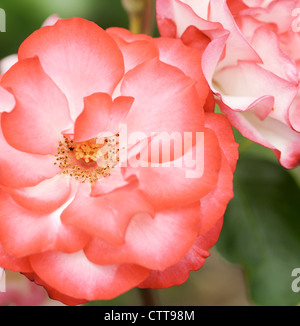 Rosa cultivar, Rose, Pink. Stock Photo