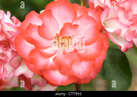 Rosa cultivar, Rose, Pink. Stock Photo