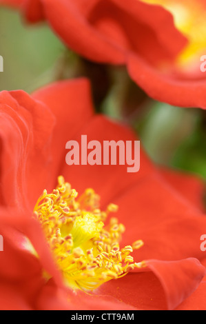 Rosa cultivar, Rose, Red. Stock Photo