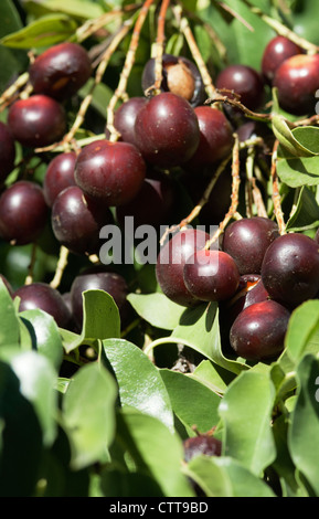 Prunus cultivar, Cherry, Red. Stock Photo