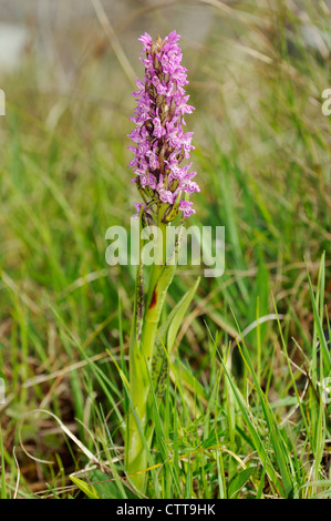 Flecked Marsh Orchid - Dactylorhiza incarnata cruenta Whole plant Stock Photo