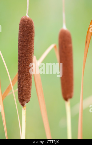 Typha latifolia, Bulrush, Brown. Stock Photo