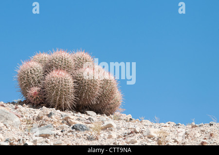 Echinocactus cultivar, Cactus, Green. Stock Photo