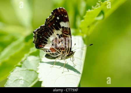 The Map (Araschnia levana) is a butterfly of the Nymphalidae family. Stock Photo