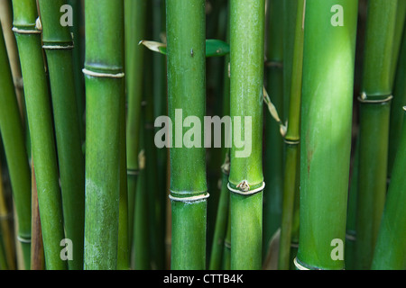 Semiarundinaria Fastuosa, Narihira bamboo, Green. Stock Photo