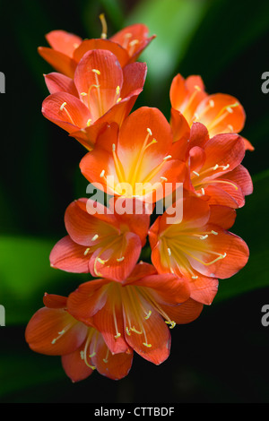 Clivia miniata, Clivia, Orange. Stock Photo