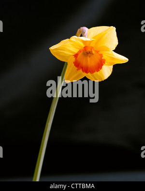 Single yellow daffodil with orange trumpet against black background Stock Photo