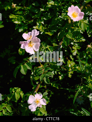 Dog rose Rosa canina in hedgerow Stock Photo