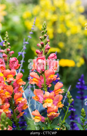 Antirrhinum. Snapdragon growing in a flower border. Stock Photo