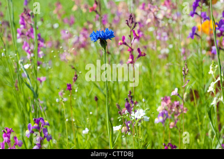 Single blue cornflower in a field of summer wild flowers, England, UK Stock Photo