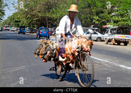 Burmese man riding a bicycle with live chickens in (Rangoon) Yangon, (Burma) Myanmar. Stock Photo