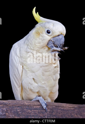 Lesser Sulphur Crested/Yellow-Crested Cockatoo (cacatua sulphurea) Stock Photo