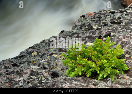 Spruce seedling in rock outcrop near Firehole River, Yellowstone National Park Wyoming, USA Stock Photo