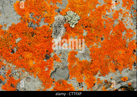 Orange lichens (Xanthoria spp) on rock outcrop, Yellowstone National Park Wyoming, USA Stock Photo