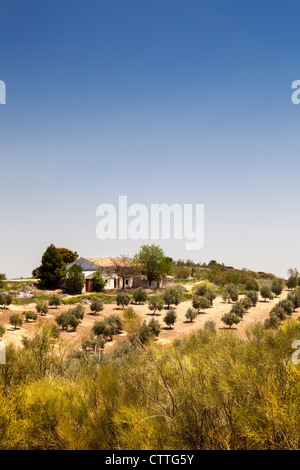 View over olive groves in Andalusia, Spain, Europe. Stock Photo