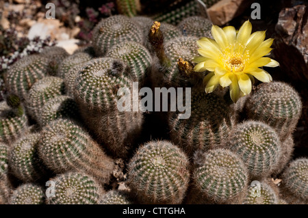 Echinopsis aurea Leucomalla - flowering cactus