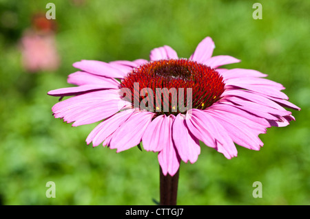 Echinacea purpurea dark stemmed Stock Photo