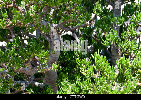 Crassula ovata Gollum Stock Photo