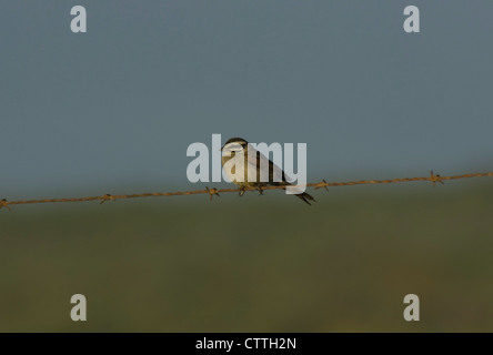 Cape Bunting (Emberiza capensis) on barbed wire fence Stock Photo