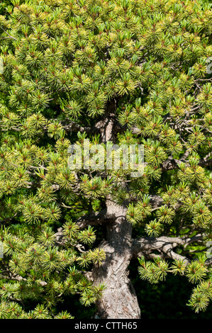 Bonsai tree - Pinus parviflora Stock Photo