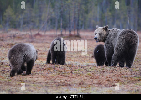 European Brown Bear (Ursus arctos) female with tree cubs in a Finnish marsh Stock Photo