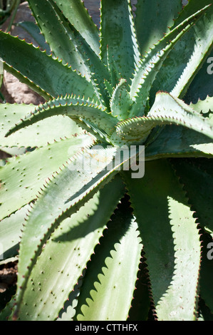 Aloe ferox Stock Photo