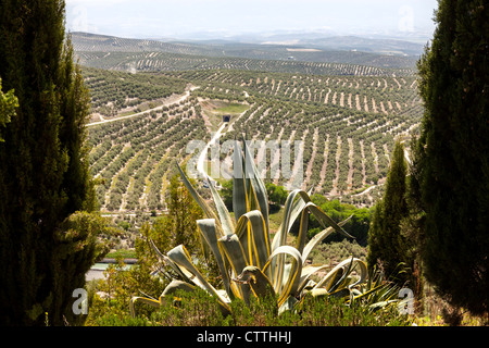 View over olive groves from town of Ubeda, Andalusia, Spain, Europe Stock Photo