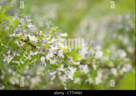 Sophora davidii, David's Mountain Laurel, in flower Stock Photo