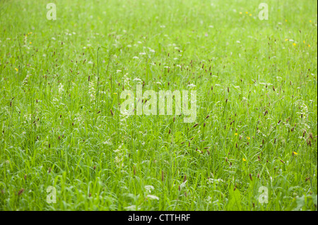 Greater Butterfly Orchids, Platanthera clorantha, with Ribwort Plantain and Pignut Stock Photo