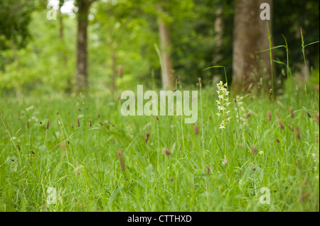 Greater Butterfly Orchid, Platanthera clorantha, with Ribwort Plantain Stock Photo