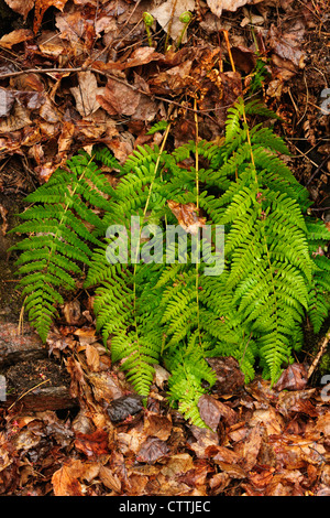 Wood ferns in spring woodland understory, Killarney, Ontario, Canada Stock Photo