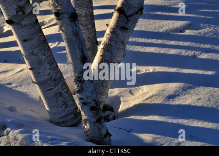 White birch (Betula papyrifera) Trunks in winter, Greater Sudbury, Ontario, Canada Stock Photo