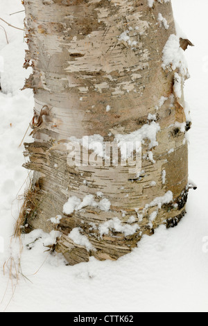 White birch (Betula papyrifera) Trunks in winter, Greater Sudbury, Ontario, Canada Stock Photo