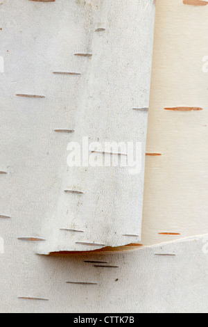 White birch (Betula papyrifera) Peeling bark, Greater Sudbury, Ontario, Canada Stock Photo