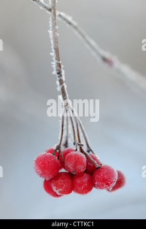 Highbush cranberry (Viburnum trilobum) berries with frost, Greater Sudbury, Ontario, Canada Stock Photo