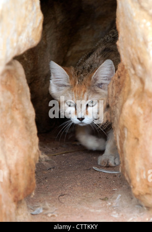 Male Arabian sand cat prowling between rocks Stock Photo