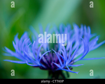 blue centaurea flower Stock Photo