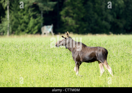 A wild moose grazing in a meadow Stock Photo