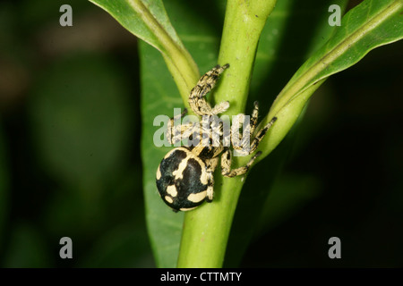 Phidippus jumping spider on plant stem Stock Photo