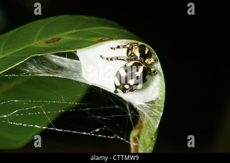Phidippus jumping spider enters nest protect eggs Stock Photo