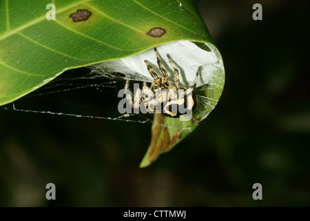 Phidippus jumping spider at nest protecting eggs Stock Photo