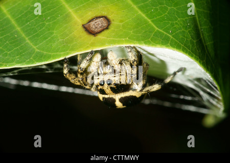 Phidippus jumping spider at nest protecting eggs Stock Photo