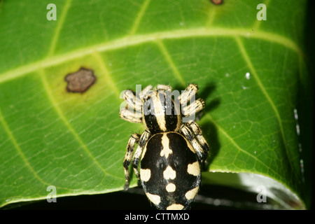 Phidippus jumping spider on leaf Stock Photo
