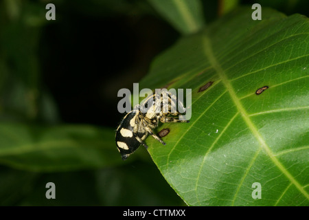 Phidippus jumping spider on leaf Stock Photo
