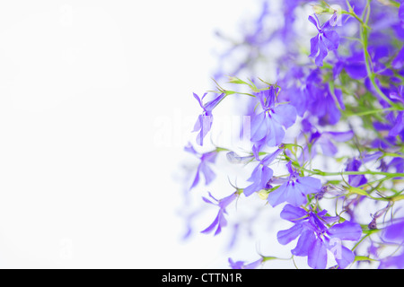 Beautiful pastel floral border beautiful blurred background (shallow depth of field) Stock Photo