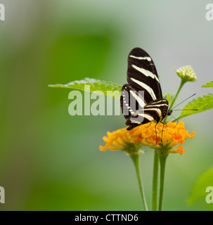 Zebra Longwing Butterfly (Heliconius charitonius) Stock Photo