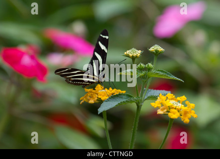 Zebra Longwing Butterfly (Heliconius charitonius) Stock Photo